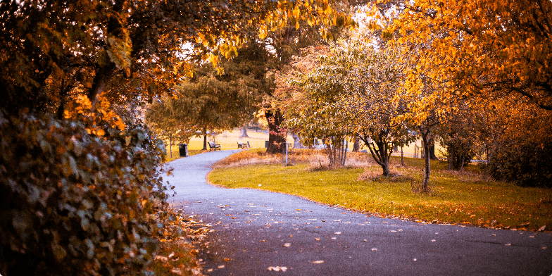 A presentation slide about the beauty of autumn, featuring a background photo of a sunlit park path with golden trees. The title 'Autumn. Why we love it' is displayed in white text over a dark gradient, with bullet points detailing the sensory experiences of the season. Fragment #1